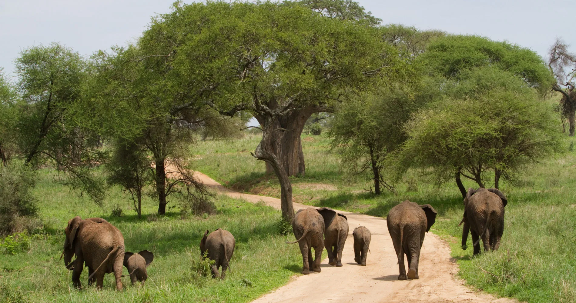 Tarangire national park hero