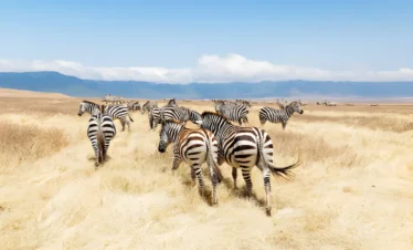 4 Days 3 Nights Serengeti And Ngorongoro Crater