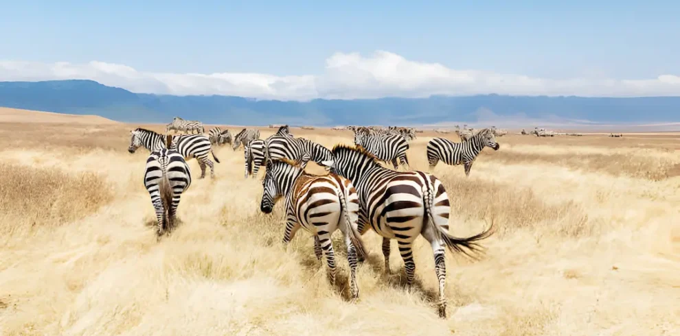 4 days 3 nights serengeti and ngorongoro crater