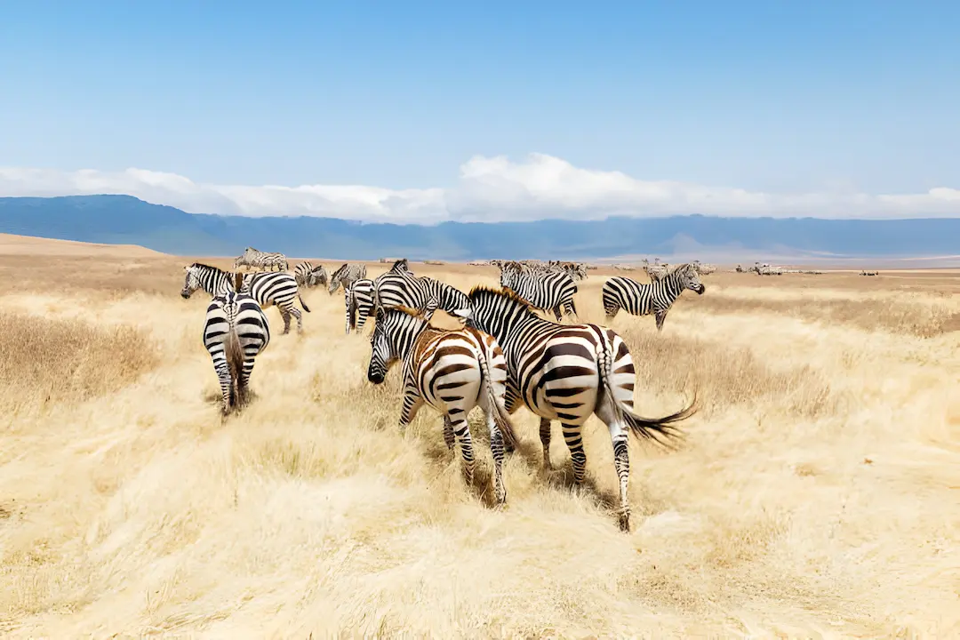 4 days 3 nights serengeti and ngorongoro crater
