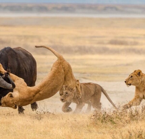 image_2024-06-05_142340669