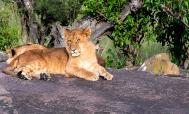 1 Day Safari From Zanzibar To Mikumi National Park