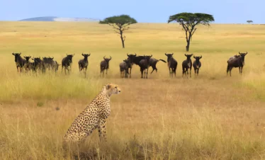 3 Days 2 Nights Experience The Serengeti National Park