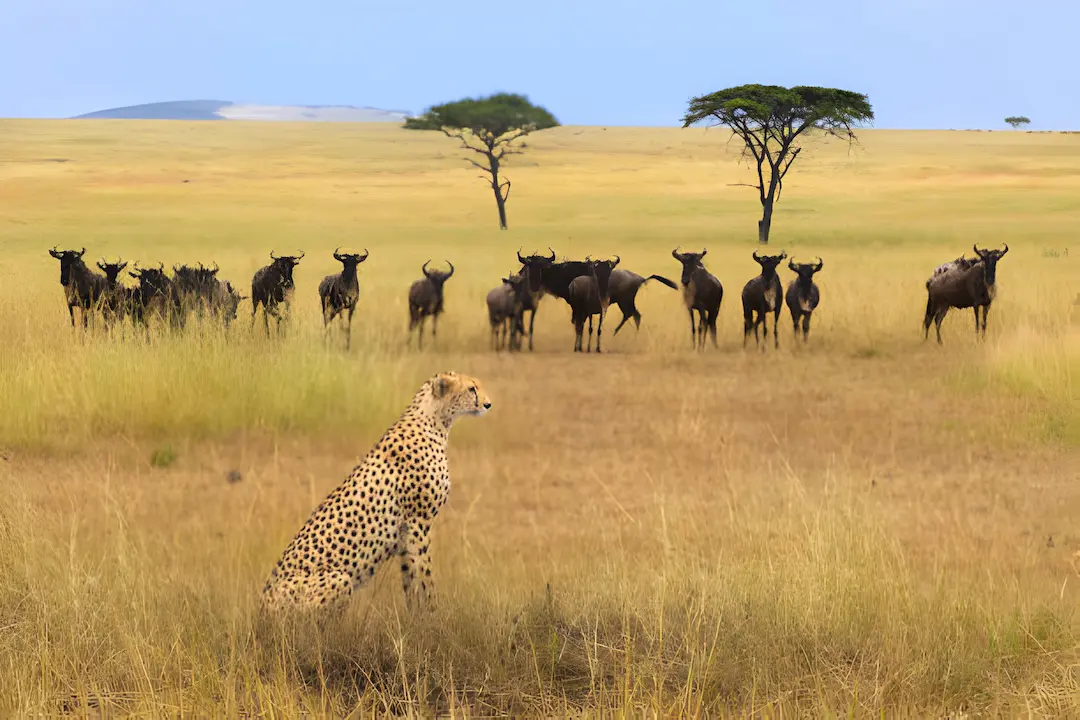 Serengeti 2