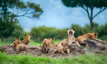 2 Days 1 Night Experience The Serengeti National Park