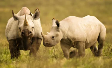 3 Days Ngorongoro and Serengeti